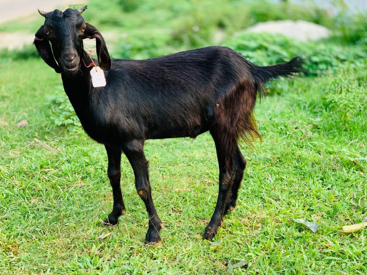 দেশী  ছাগল (19.6KG)   